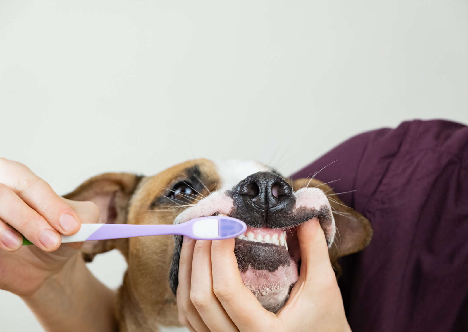 犬と猫の歯科診療　スケーリング、 抜歯　新品 ジェネラリストのための犬と猫の歯科診療 スケーリング・抜歯の