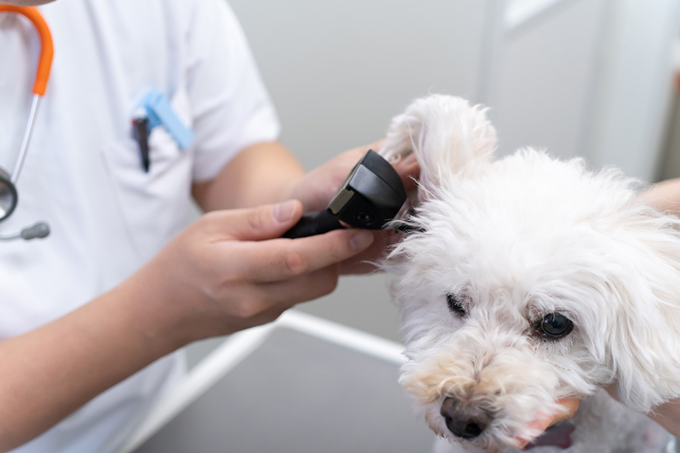 MEDICAL - 横浜市南区で歯科、外科、眼科、エキゾチック診療をお探し